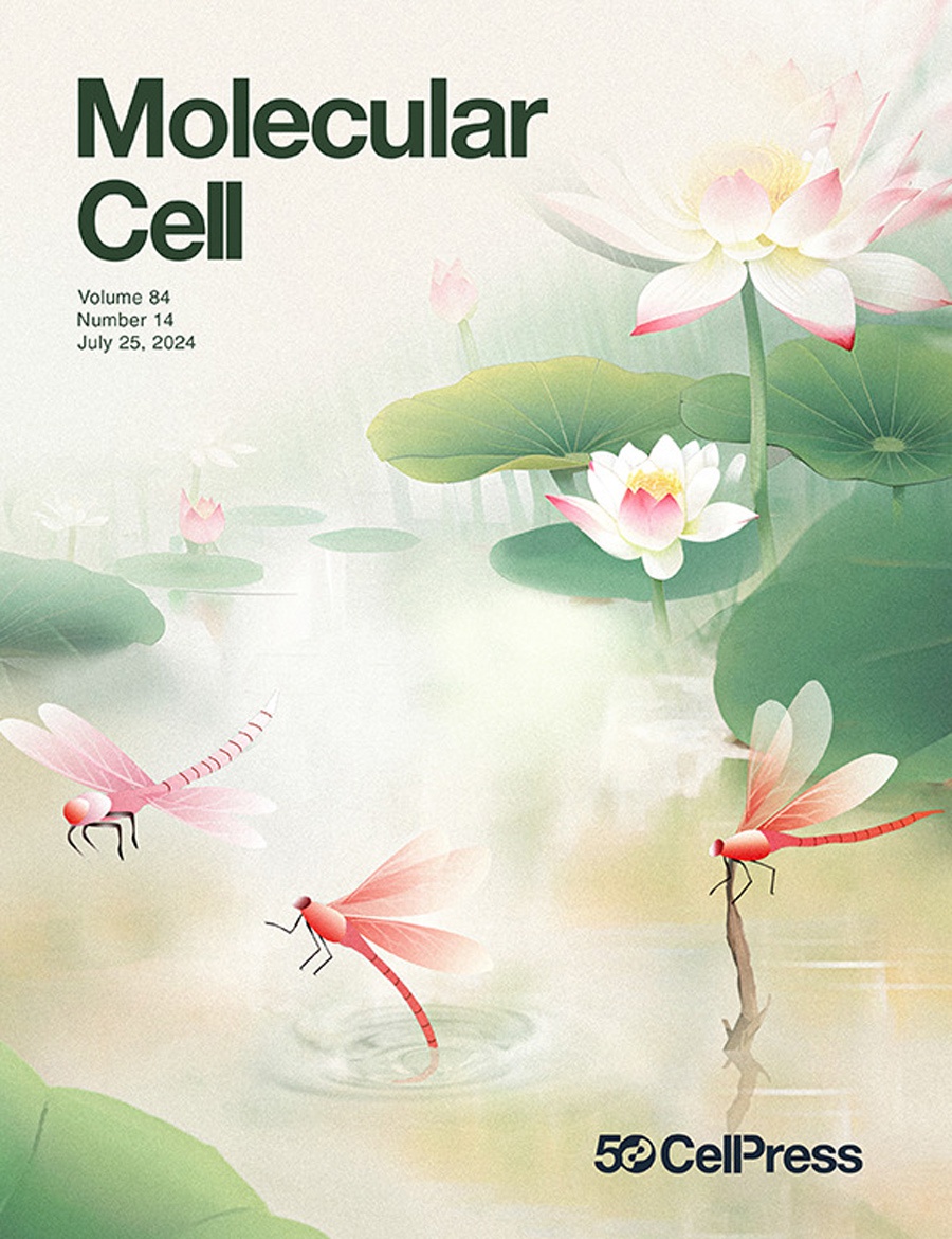 『História de capa』Capa do Mol Cell! A jornada milagrosa da ativação transcricional nas alterações morfológicas na implantação do embrião!