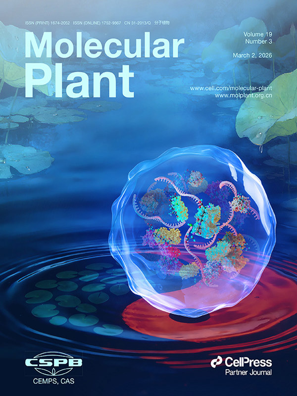 『História de Capa』 Arte da Sondii em Destaque na Molecular Plant: Grânulos de Estresse e Glutationilação Constroem uma Parede de Defesa Redox Celular em Arabidopsis