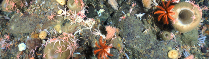 Could Antarctic Marine Life Help Fight Cancer? Tiny Antarctic Sea Creatures May Hold the Key to Future Melanoma Treatments